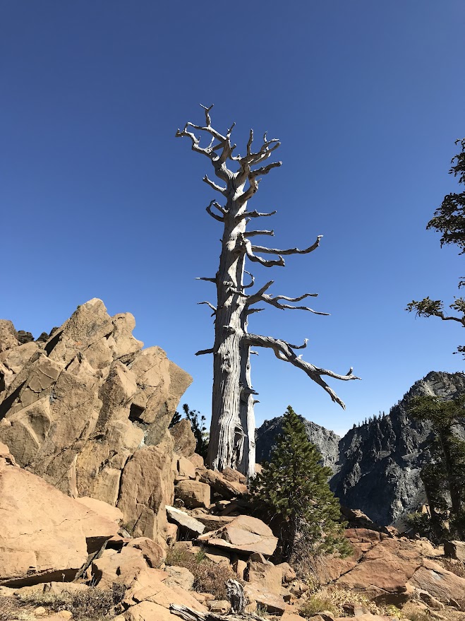 Long Canyon Trail - unique tree
